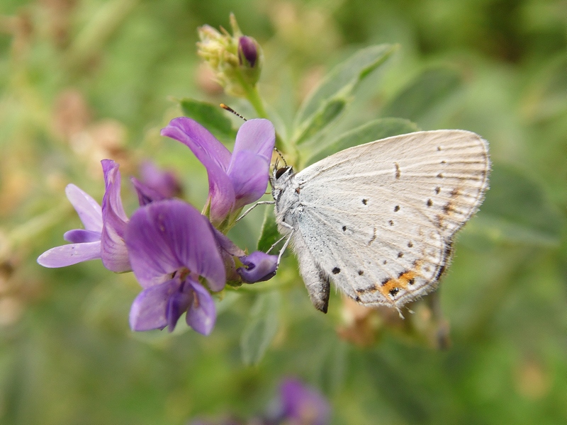 Lepidotteri pista ciclabile Arluno-Boffalora